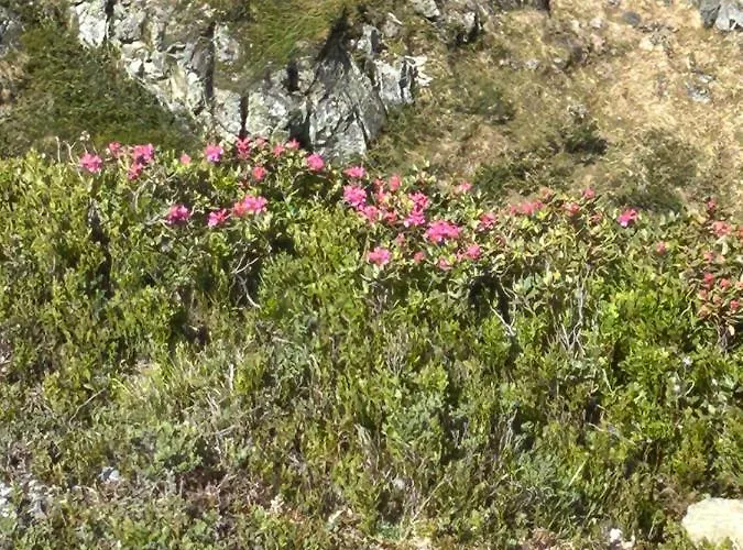 דירה Haus Laubreuter